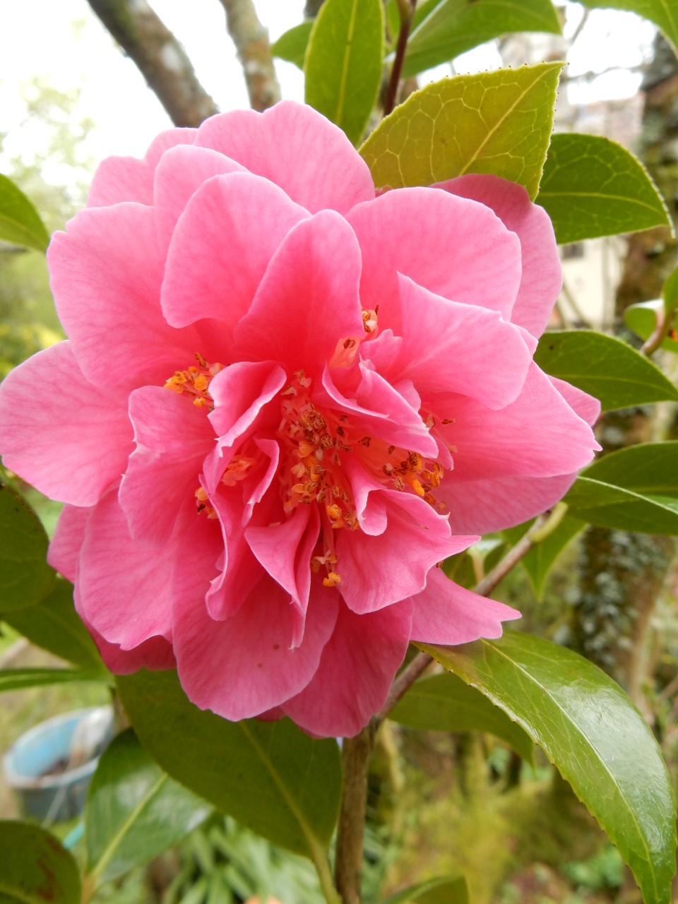 C. x williamsii 'Senorita'